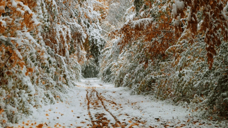 У багатьох регіонах може бути сніг: прогноз погоди на 23 листопада в Україні - 285x160