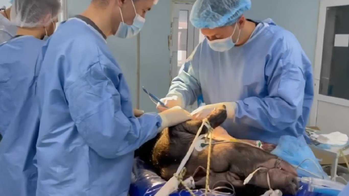 Операция на сердце свиньи проведена в Киеве