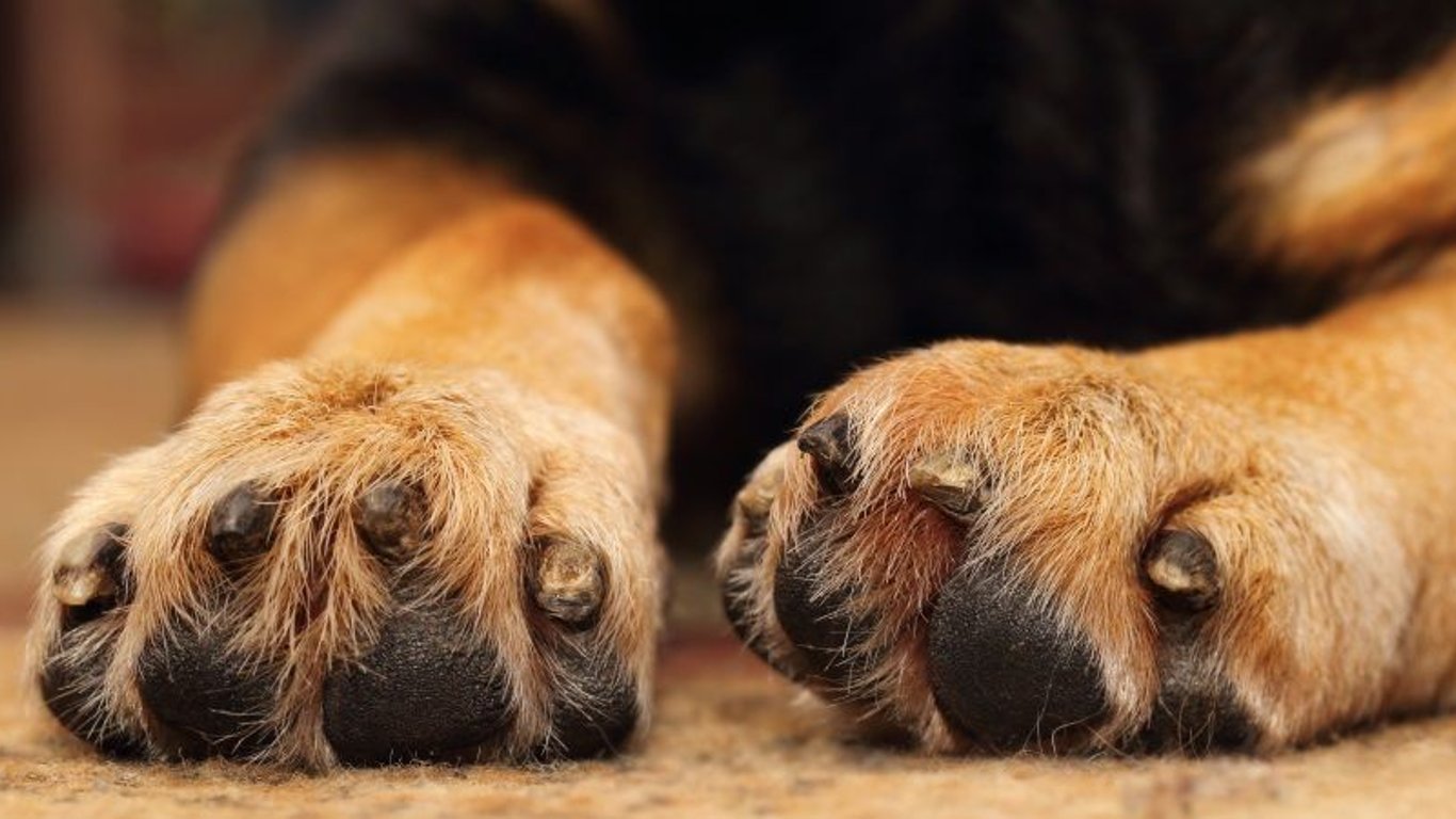Львовский пес Марс стал психотерапевтом - история жизни беспородного животного
