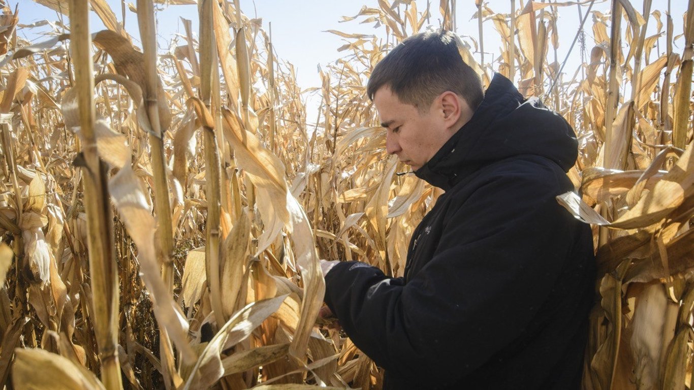 Врожай в Україні 2021 - в Мінагро прогнозують рекордний врожай кукурудзи