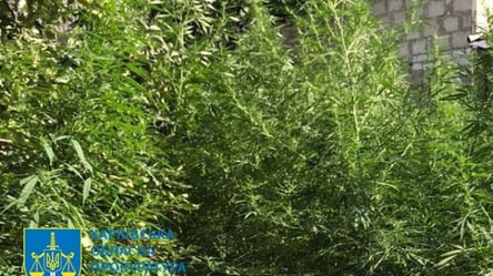 Выращивал 500 кустов конопли на своем участке: в Харькове будут судить наркомана - 285x160