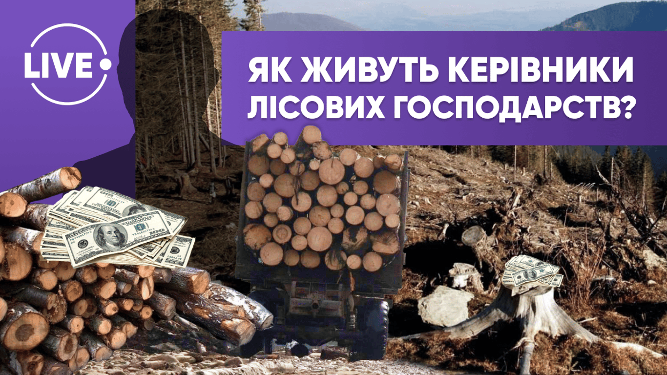 Вирубка лісів в Україні - як наживаються очільники лісгоспів