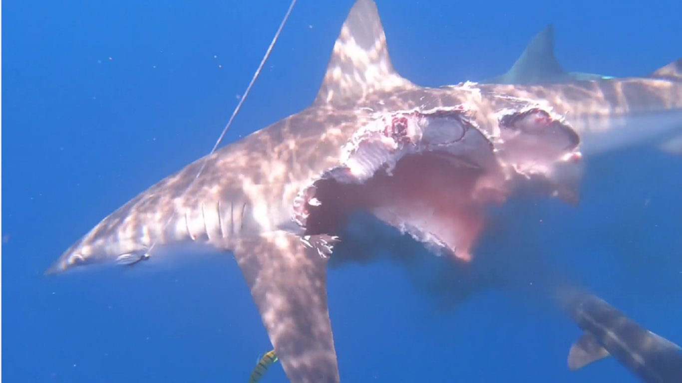 На відео потрапила "напівз’їдена" акула-зомбі, яка продовжувала полювання. Жахливі кадри