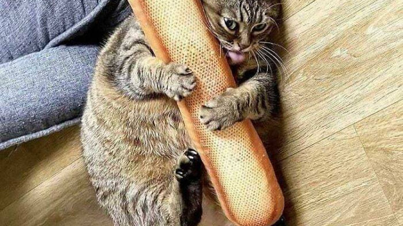 10 смешных фото кошек с едой