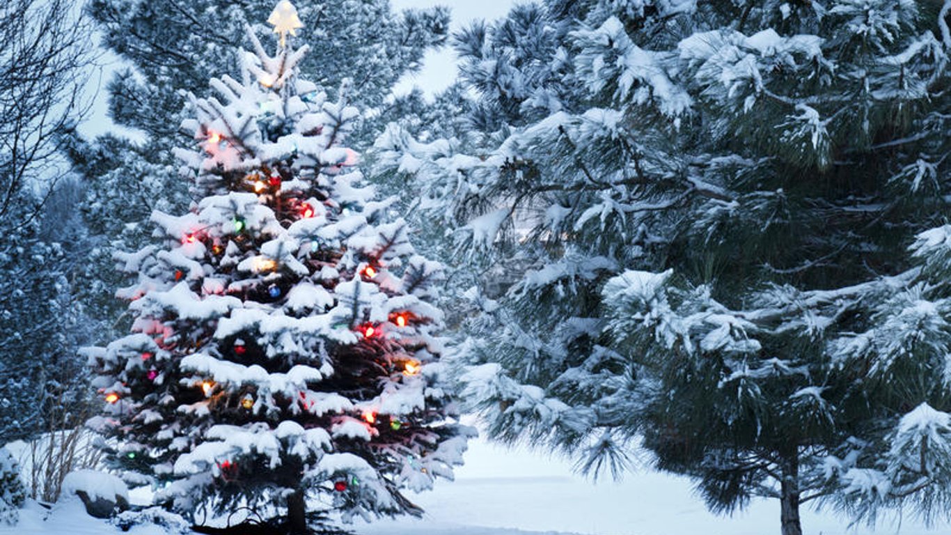 Новый год в Киеве - когда в столице начнут продавать новогодние елки - названа дата