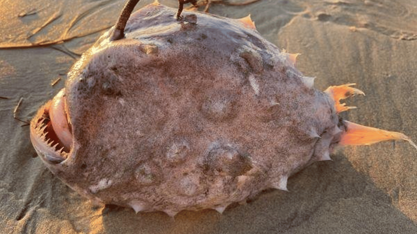На берегу США нашли необычную рыбу