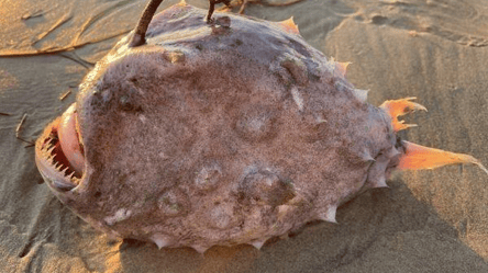 Рідкісного глибоководного монстра викинуло на пляж у США. Фото - 285x160