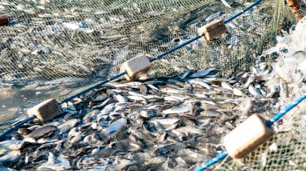 В Одесской области выпустили мальков рыб в 4 озера - 285x160