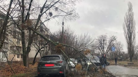 В Харькове стихия свалила дерево прямо на авто. Фото - 285x160