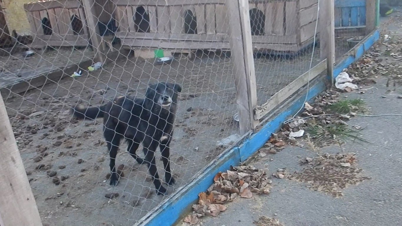Приют для животных - под Киевом собак доводят до смерти