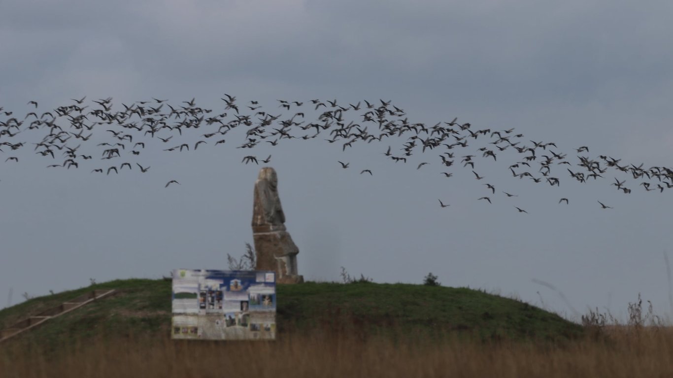Птицы в Одесской области - экологи показали впечатляющие фото