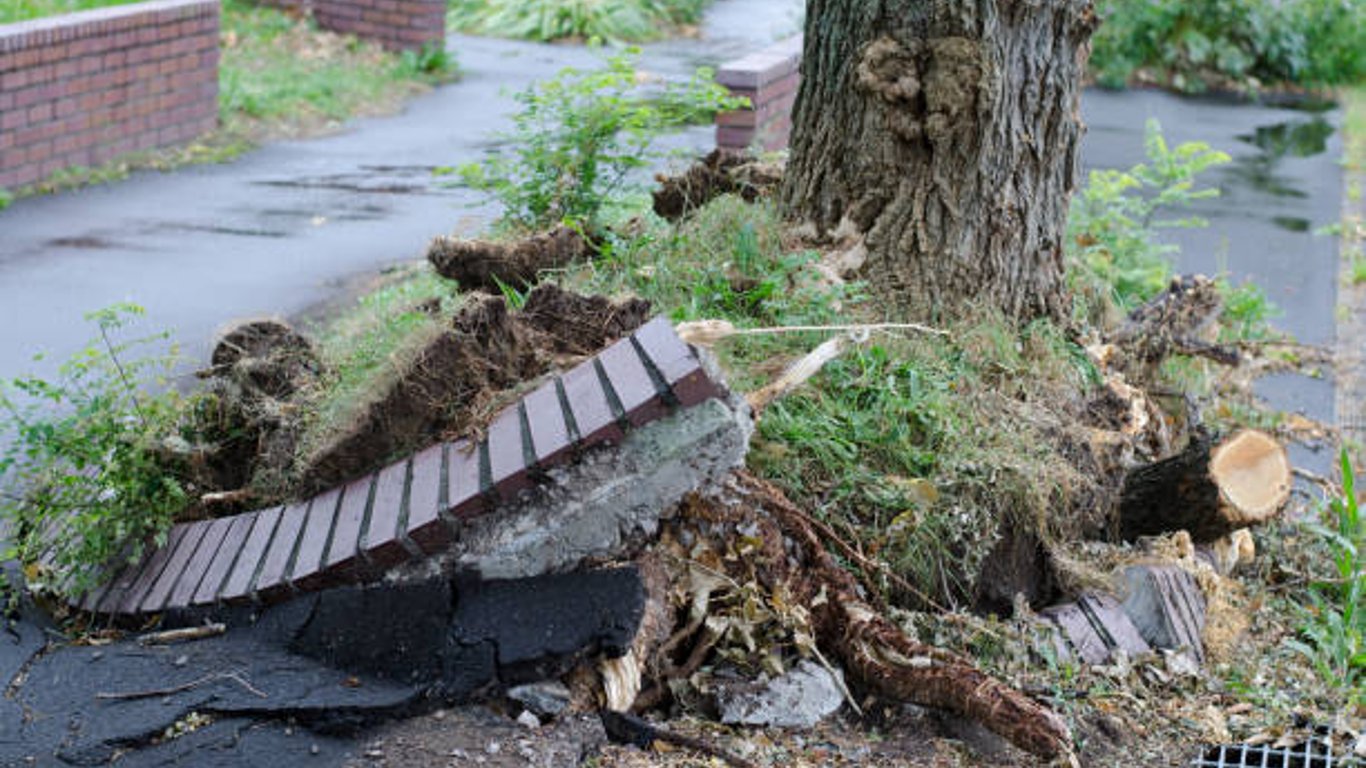 У Харкові дерево впало на дитячий майданчик у дворі будинків