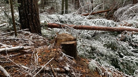 На Львовщине в национальном парке обнаружили незаконную вырубку деревьев. Фото, видео - 285x160