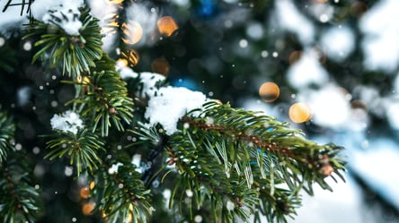 Во Львове начнут продавать елки: когда и где можно будет приобрести новогоднюю красавицу - 285x160