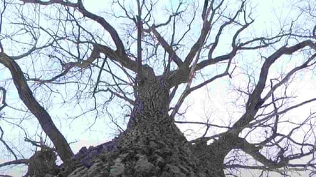 Во Львове 400-летний Сиховский дуб объявили памятником природы: подробности - 285x160