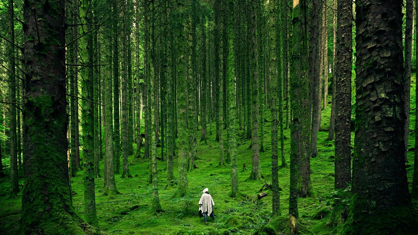 В Одеській області висадять новий ліс на 9 тисячах гектарах землі
