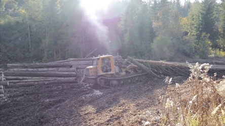 Правоохоронці "кришують" незаконне знищення українських лісів - 285x160
