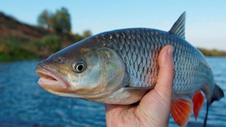 В Харьковской области браконьер наловил рыбы на полмиллиона гривен - 285x160