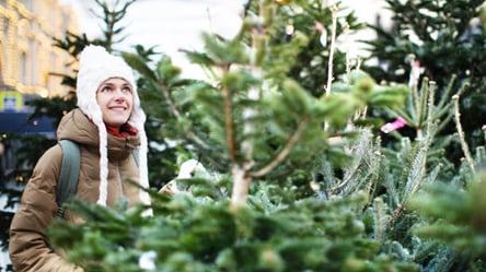В Харькове начали продавать елки: сколько стоит новогоднее дерево - 285x160