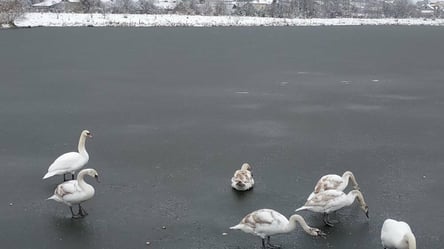Каток для лебедей: в сети опубликовали фото замерзшего озера на Львовщине - 285x160
