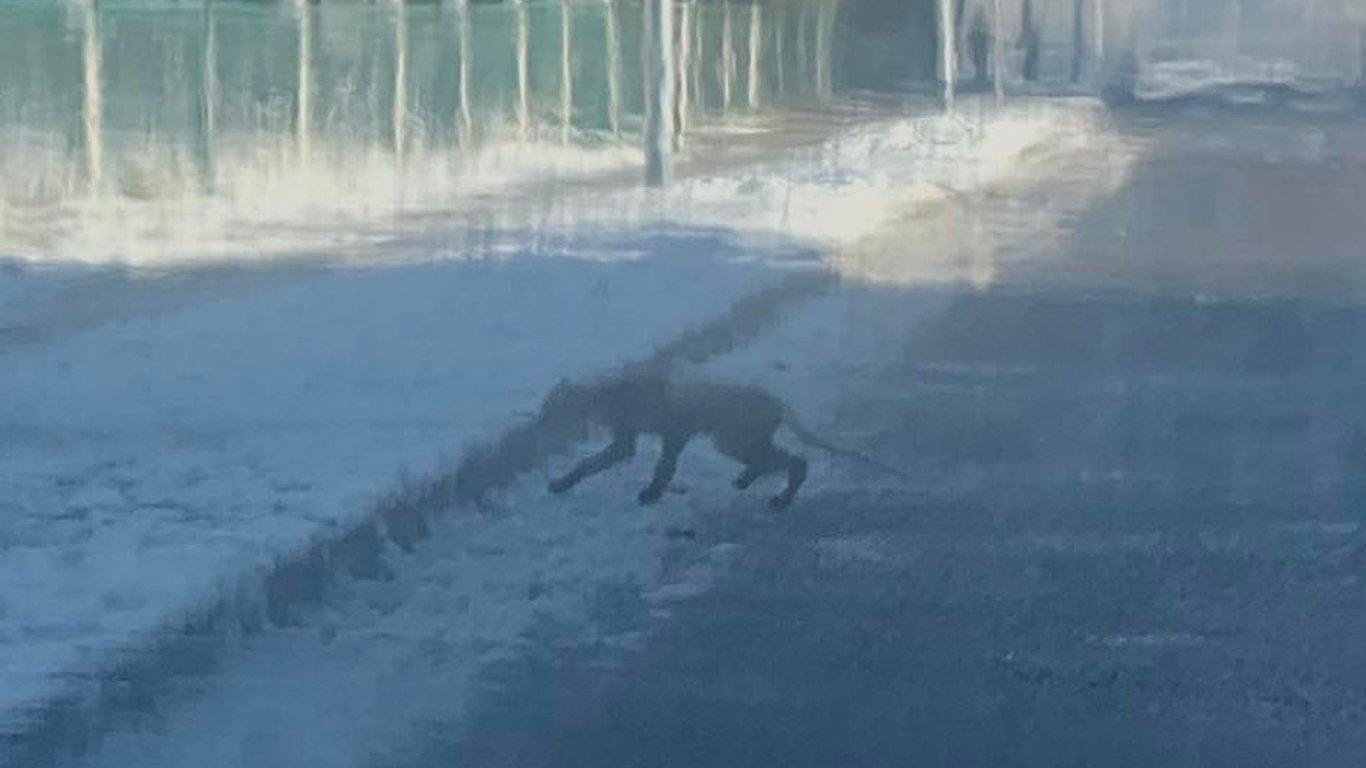 Лисиця на Рясному-2 - львів'яни помітили незвичну тварину - фото