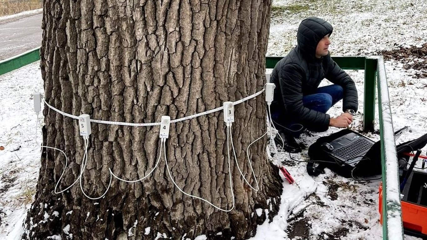 У Києві лікують 300-річні дерева