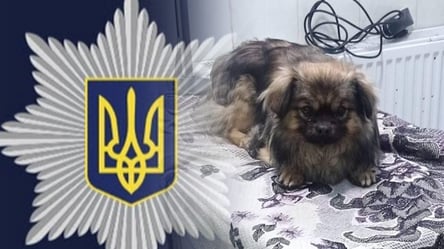 Львівська поліція врятувала пса літньої жінки: що сталося з твариною - 285x160