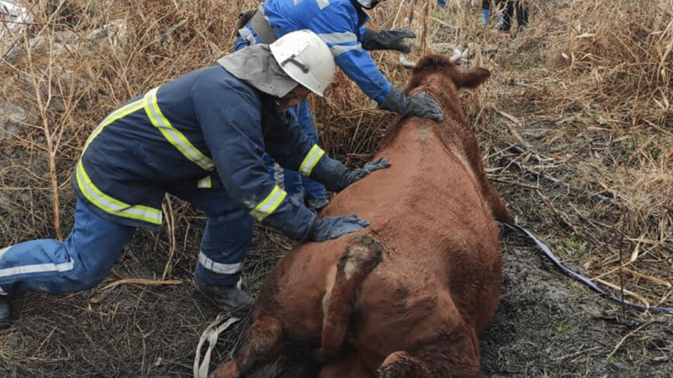 Под Одессой спасли корову - вытащили из болотной ловушки