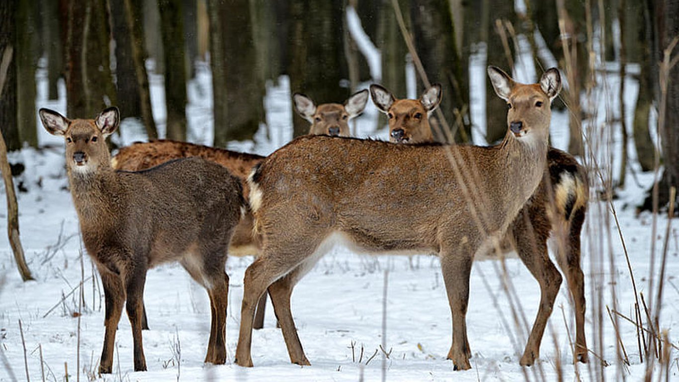Во Львовской области лесоводы начали подкармливать оленей