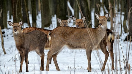 На Львівщині почали підгодовувати оленів: чим ласуватимуть тварини - 285x160