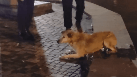 В Одессе ночью спасали собаку, которая упала в пруд. Видео - 285x160