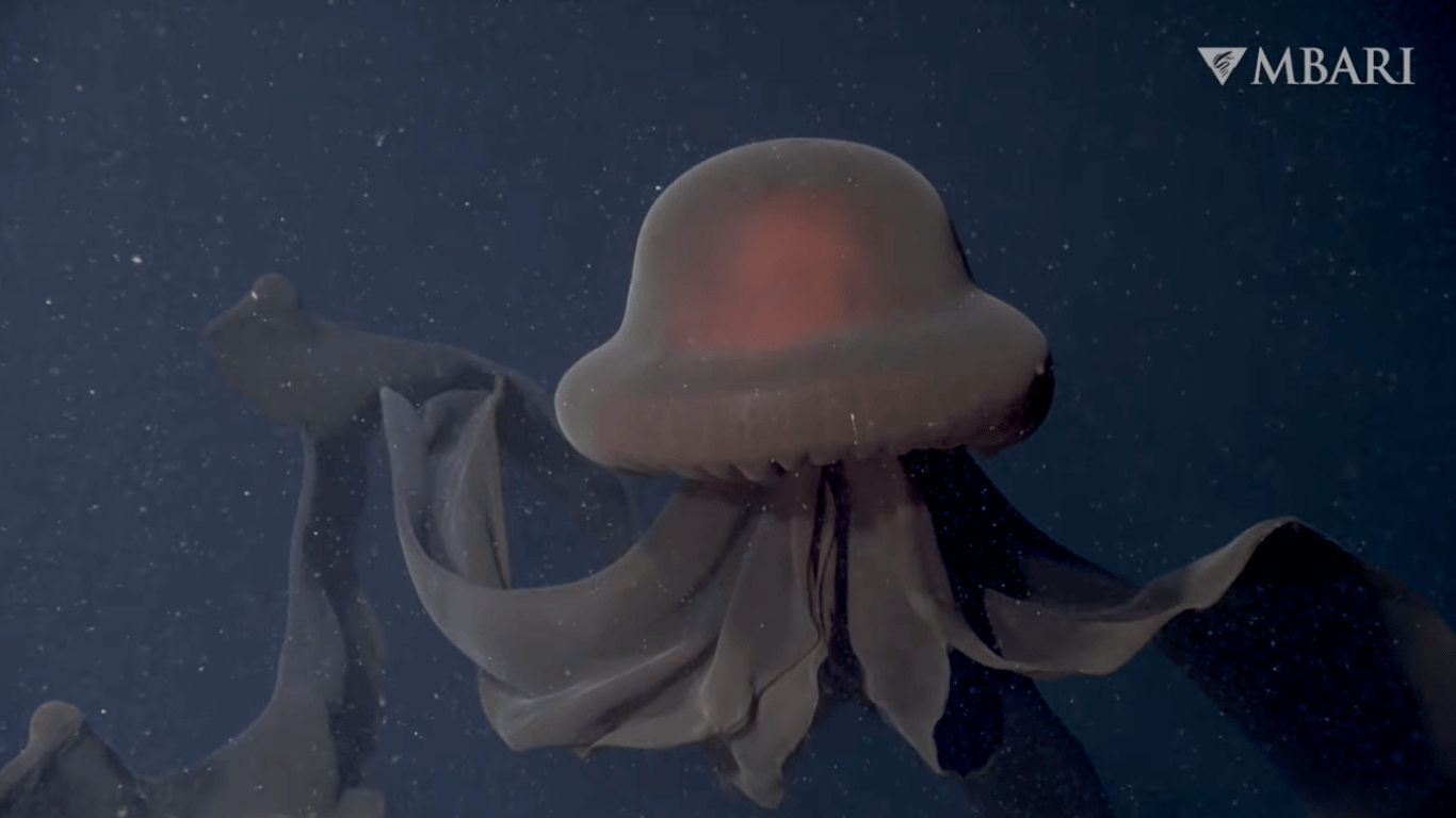 Дуже рідкісну гігантську медузу-примару вдалося зняти на відео