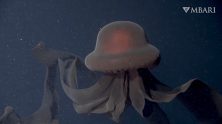Очень редкую гигантскую медузу-призрака удалось снять на видео - 285x160