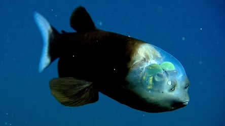 У глибинах Тихого океану зняли химерну рибу з напівпрозорою головою. Фото і відео - 285x160