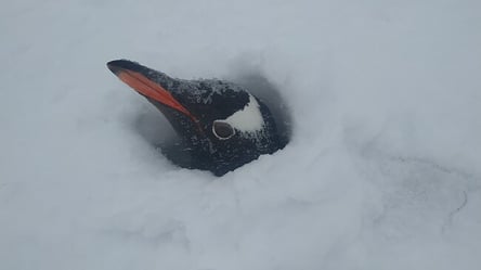 Засипало гнізда пінгвінів: біля станції "Вернадський" в Антарктиді випала рекордна кількість снігу - 285x160