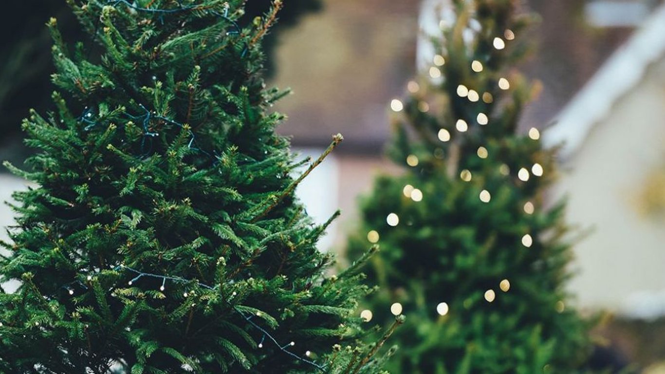Где в Одессе выгодно купить новогоднюю елку