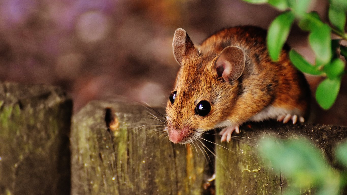 К чему снятся мыши – значение и достоверное толкование сна за сонниками