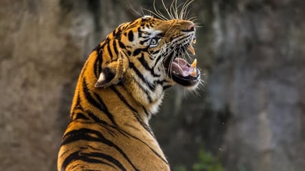 У чому зустрічати тигра: щасливі кольори 2022 року - 285x160