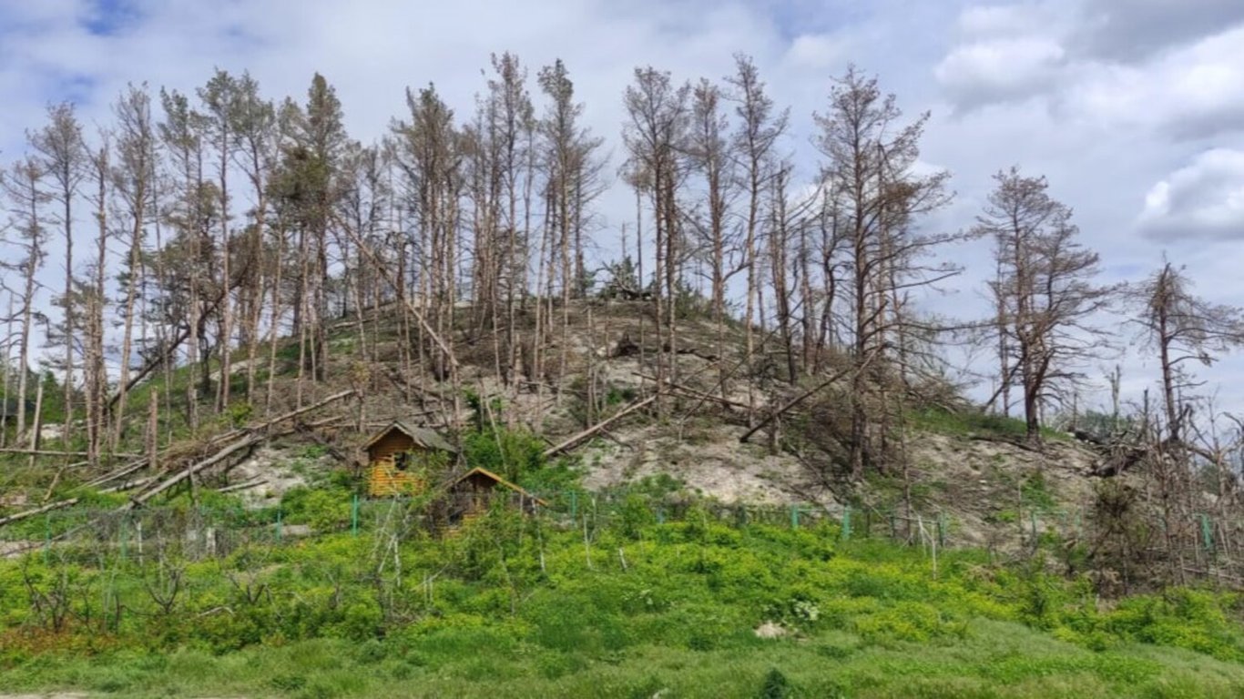 РФ уничтожила гектары украинских лесов за время полномасштабной войны