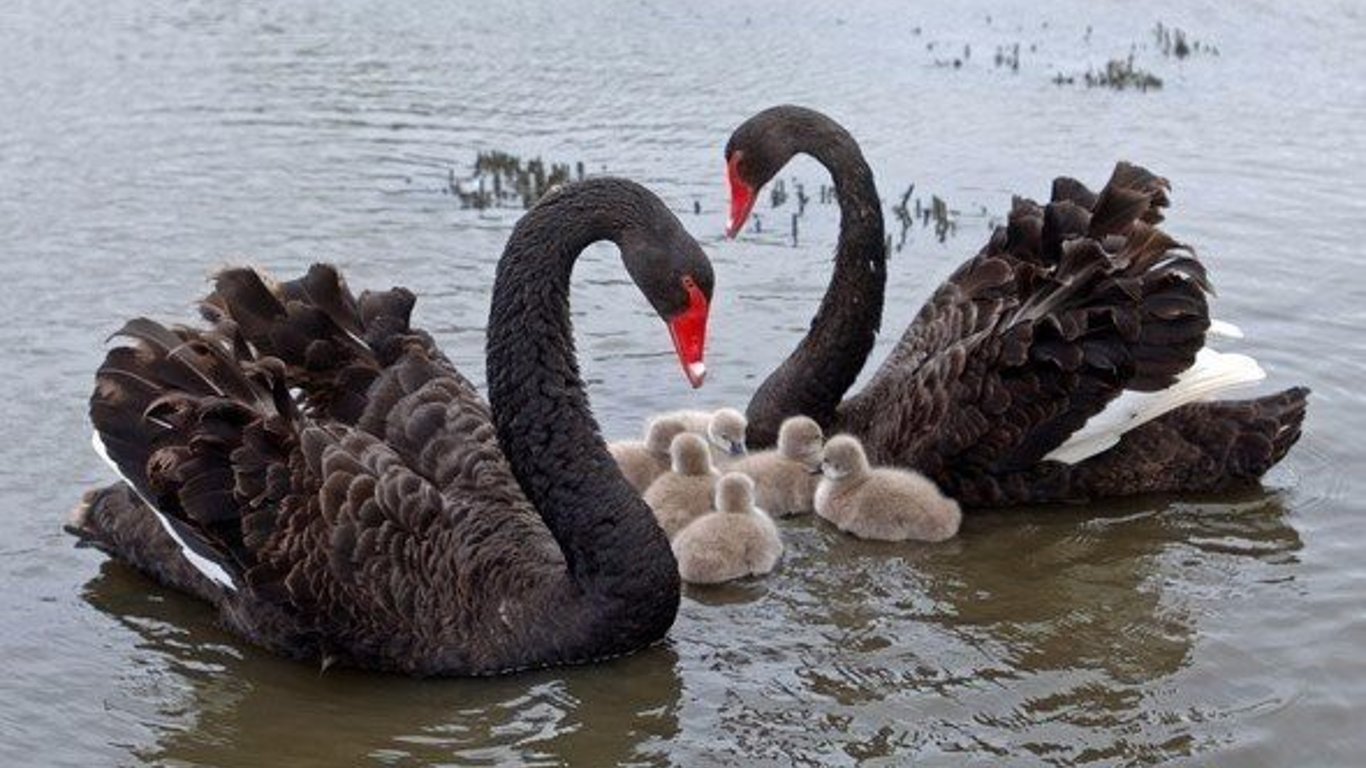 Чорні лебеді оселилися на озері в житловому районі - Новини Києва