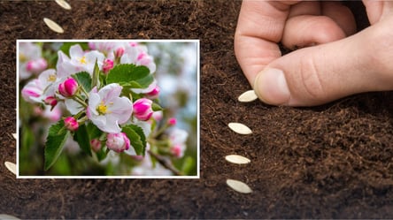 Яблоня подскажет: когда сеять огурцы на огороде по народным приметам - 285x160