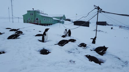 Подарунок на Миколая: в Антарктиді випав рекордний рівень снігу. Яскраві фото - 285x160