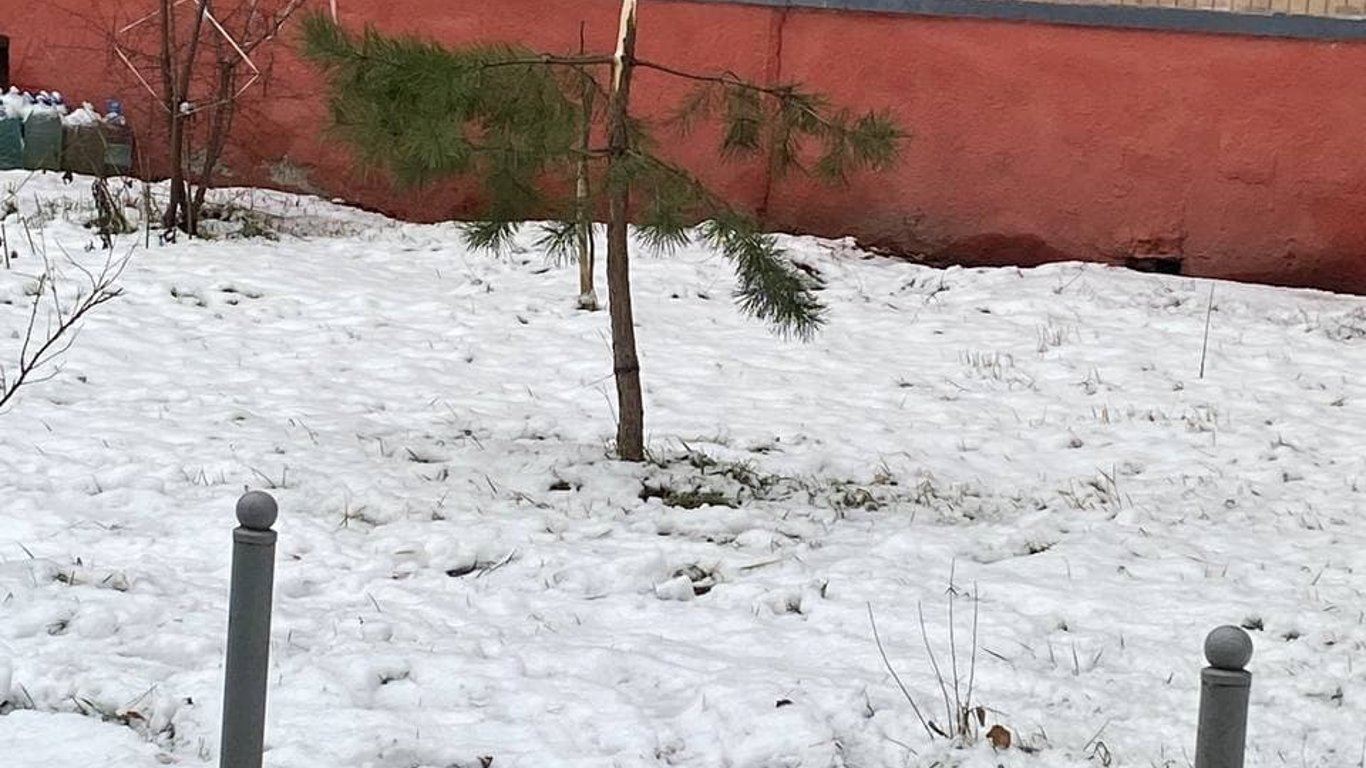 В Харькове наркоманка сломала елку, за которой ухаживали жильцы многоквартирного дома