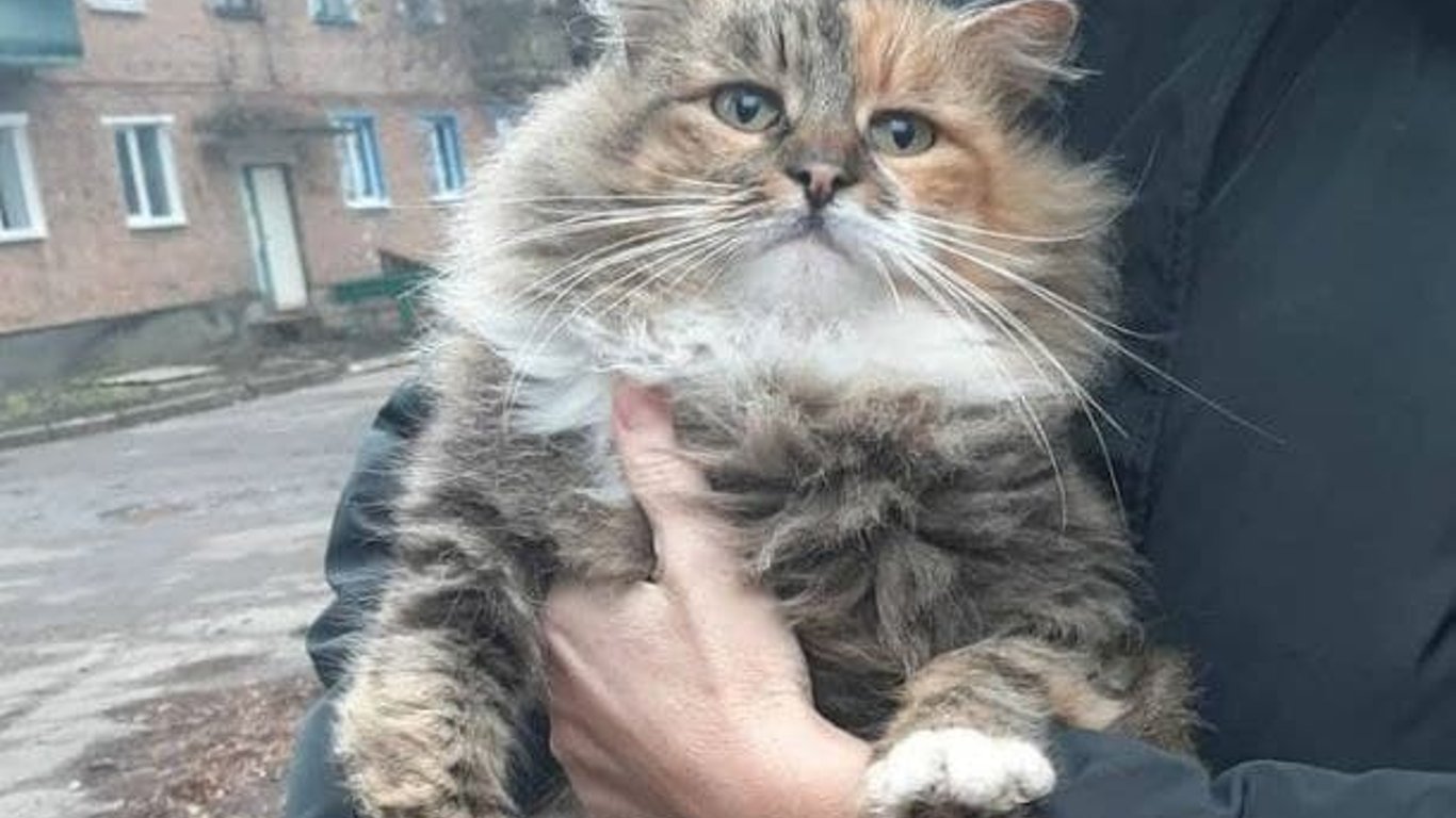 Невідомі вбили кішку і повісили її на ворота церкви на Харківщині