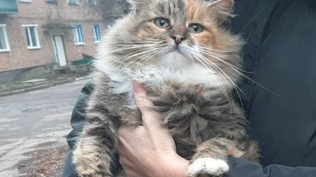 Неизвестные убили кошку и повесили ее на воротах церкви на Харьковщине - 285x160