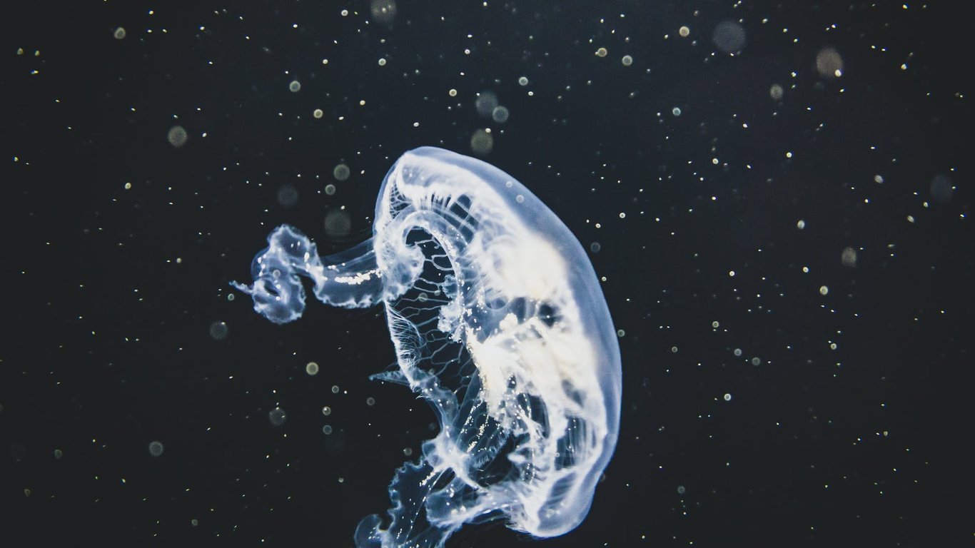 В Тузловских лиманах на берег выбросило сотни тысяч медуз