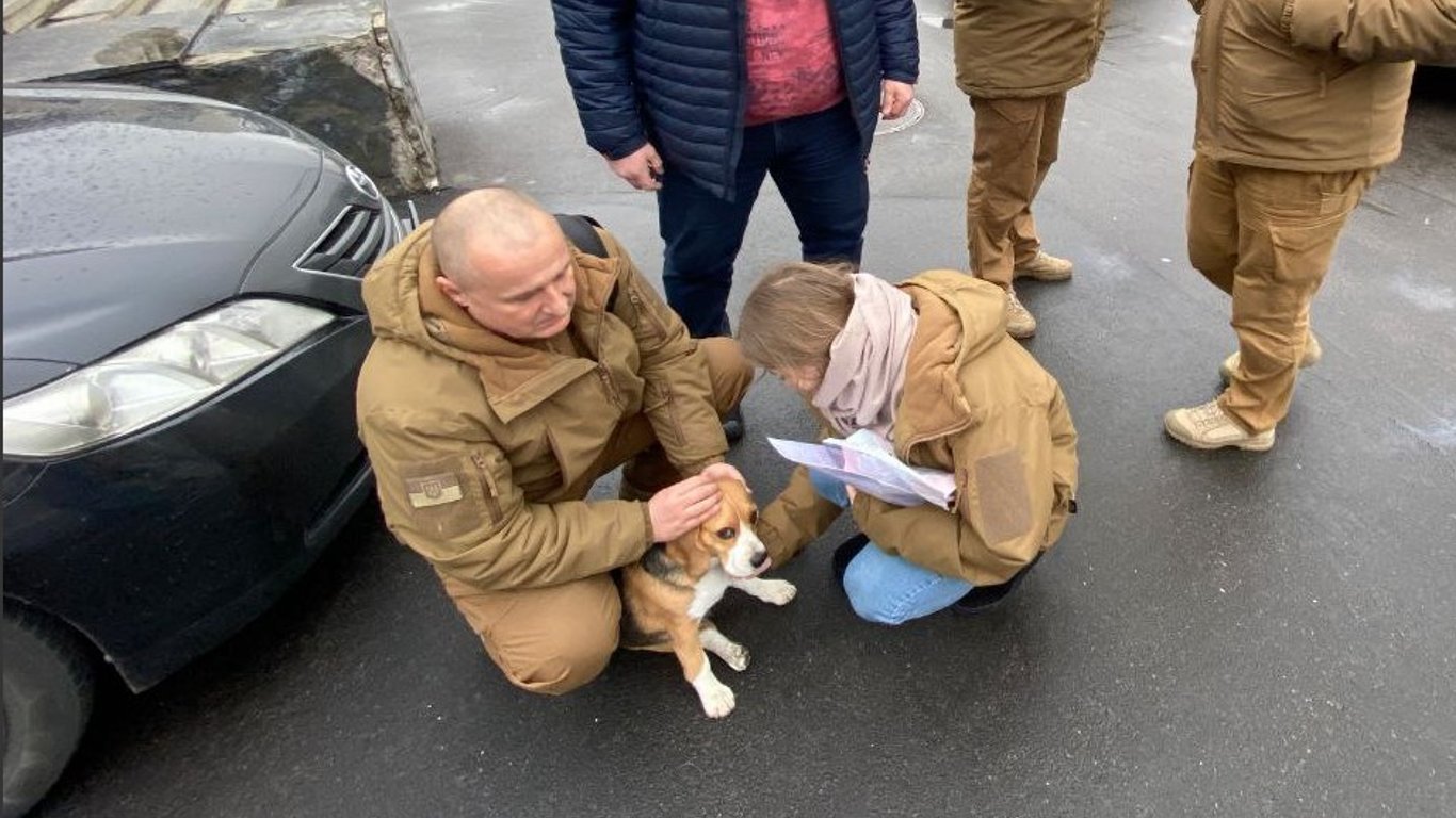 В Киеве ради спасения собаки перекрыли целый проспект - подробности - фото