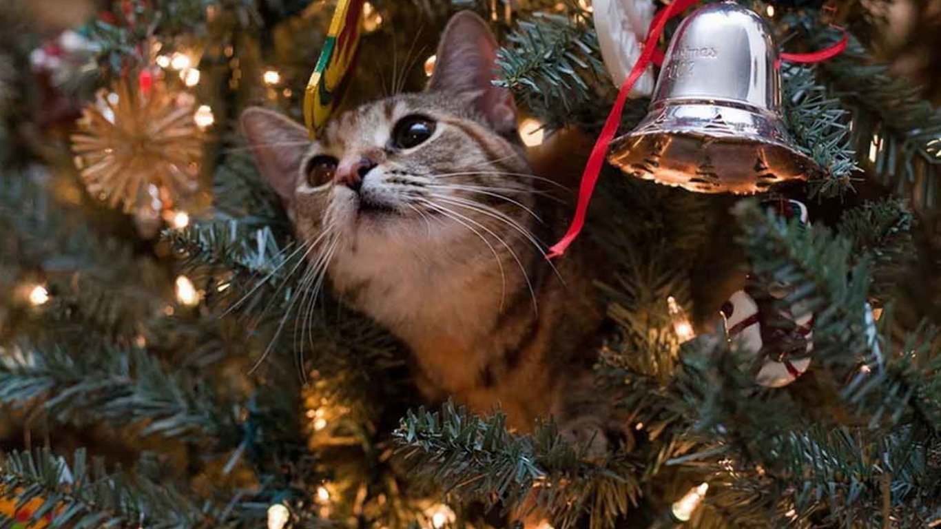 Новый год - как киевлянам уберечь новогодние елки от домашних животных - рекомендации ветеринаров