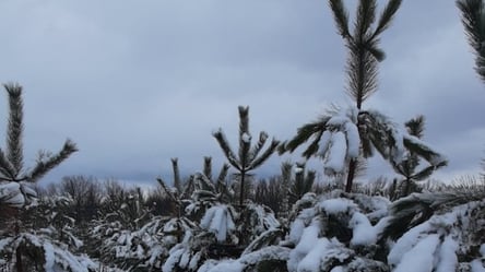 Новый год без елки?: лесхоз в Харьковской области перестал заготавливать деревья - 285x160