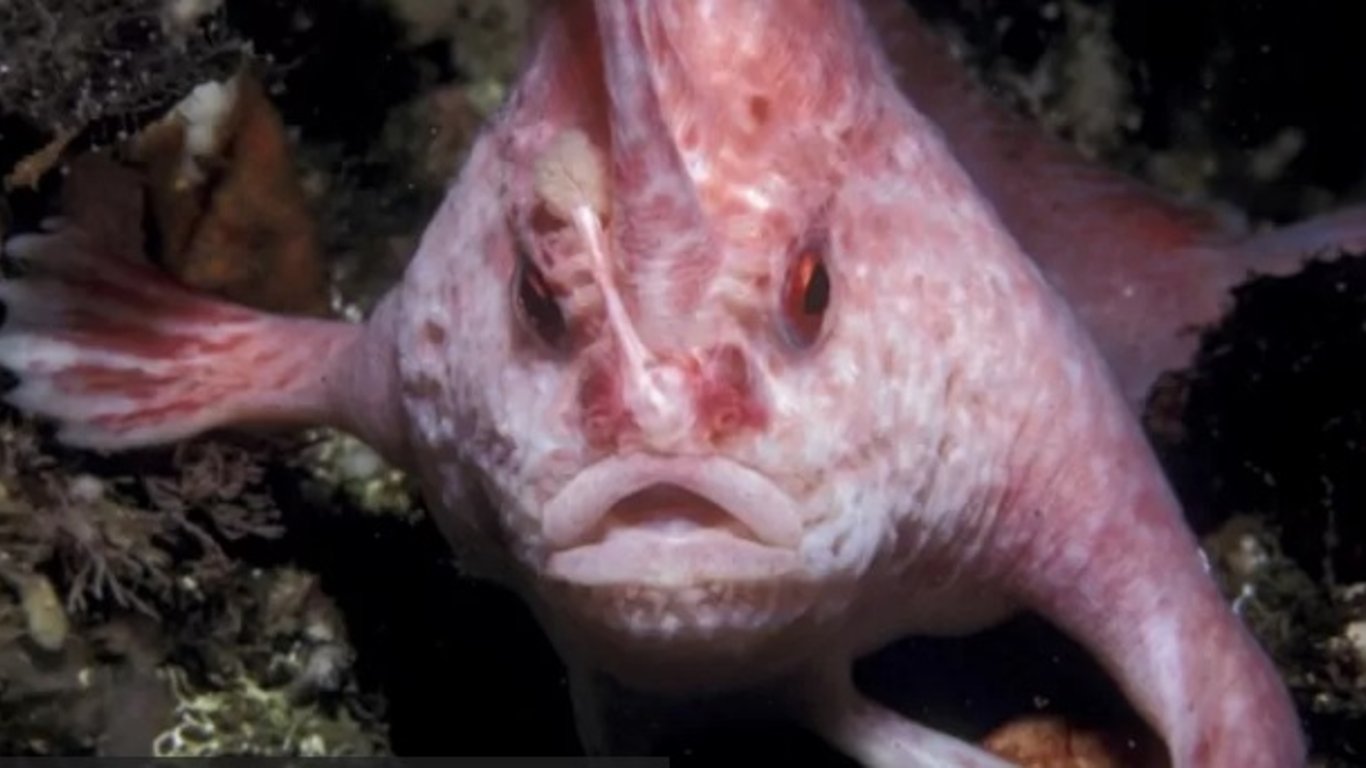 В Австралии ученые сняли на видео Розовую рыбу